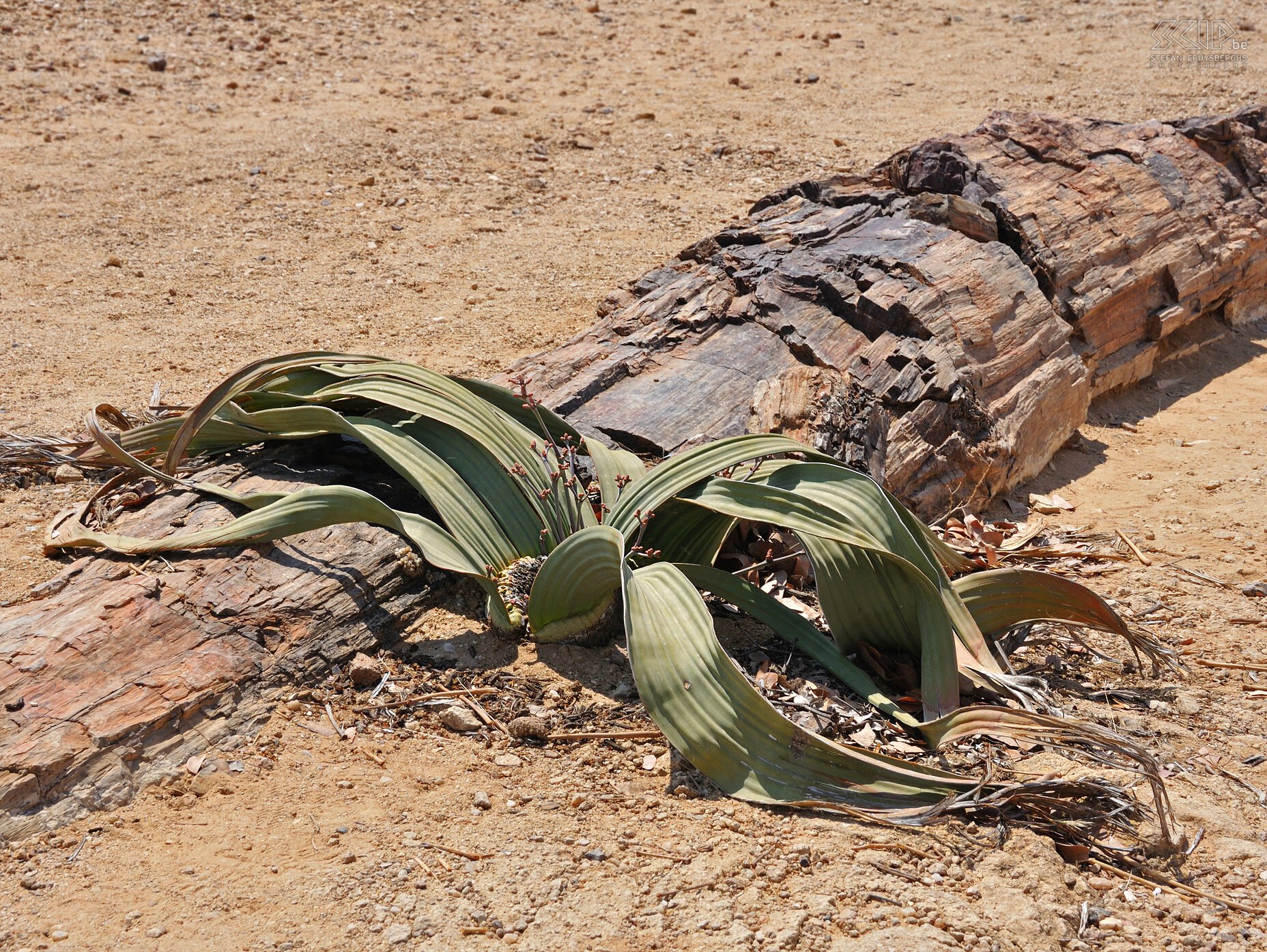 Petrified Forest - Welwitschia In the heart of Damaraland you can find the Petrified Forest with fossilized tree trunks that are estimated to be 250 million years old. In this area you can find the Welwitschia plant which needs very little water and which can become up to 600 years old. Stefan Cruysberghs